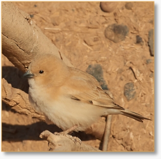 Morocco Birding Tour Package