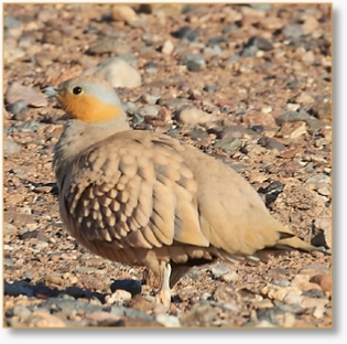 9-Day Birdwatching Tour