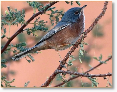 Birding Tours in Morocco