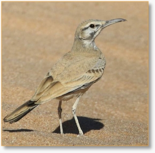 Explore Morocco's Birding Wonders: 7-Day Private Guided Tour