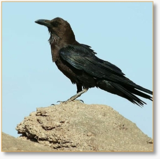 Bird-Watching Tour from Casablanca 15 Days