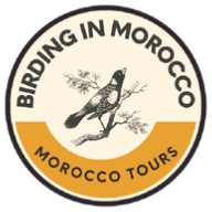 Birding In Morocco